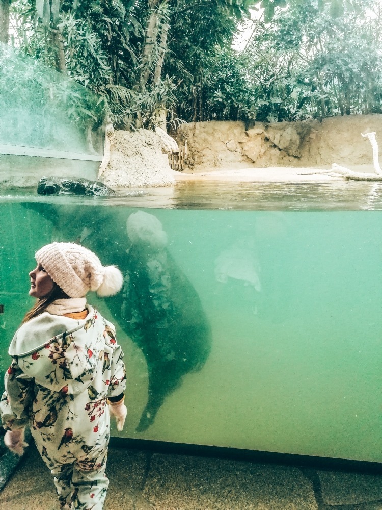 Zoologischer Garten - Nijlpaard