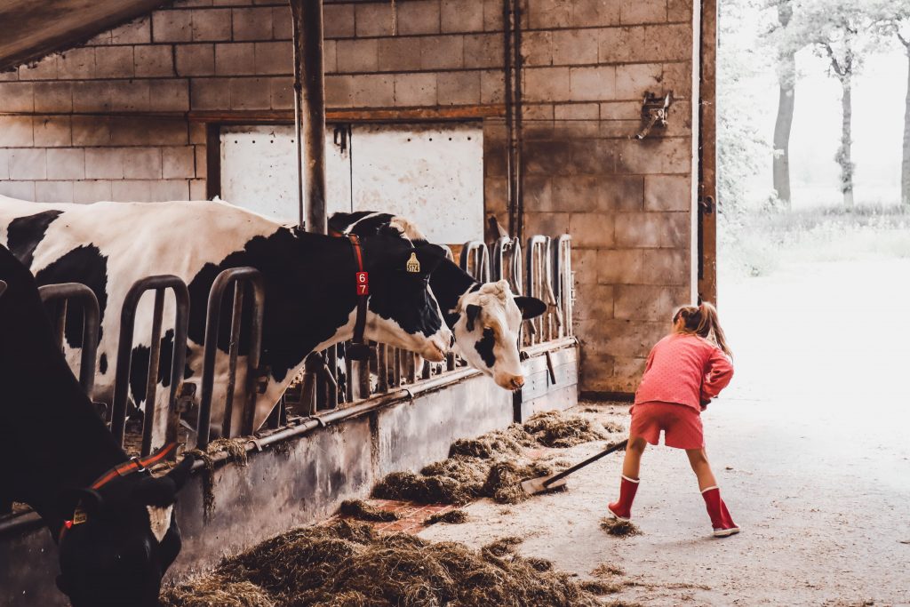 Noa die de koeien eten geeft in de stal van 'Hoeve Lochem aan de Berkel' - BoerenBed.
